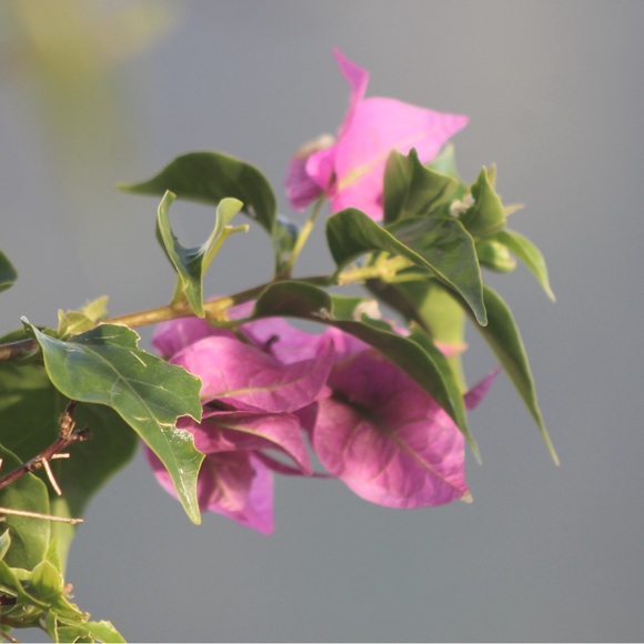 Meet your Posher, Ashley - Picture 1 of 1